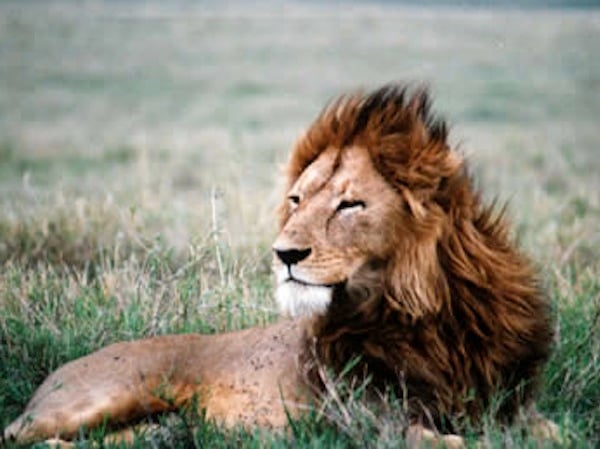 Elegant Lion