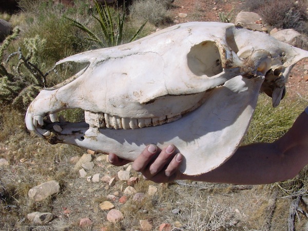 Desert Skull