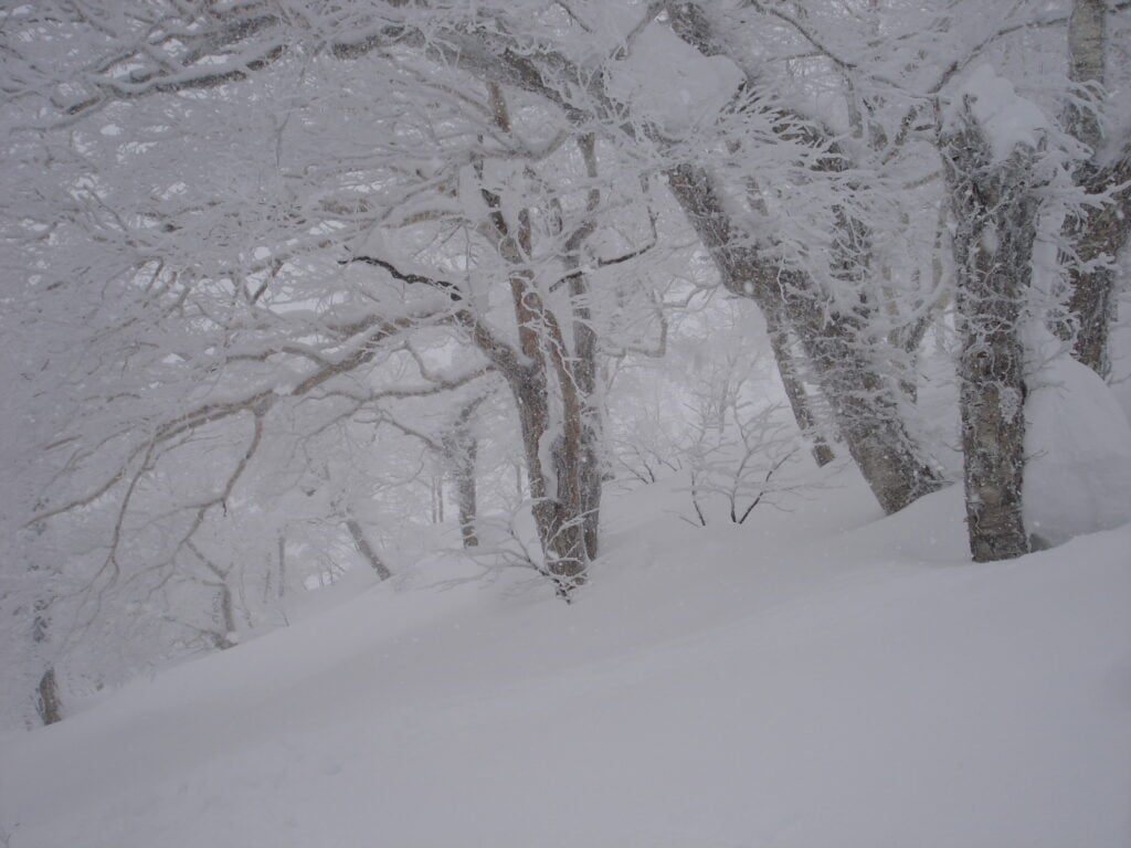 Spirit Trees