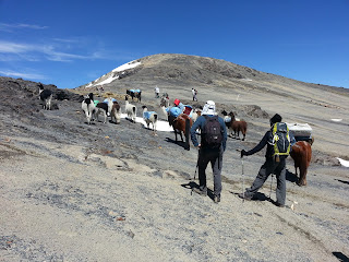 trek 21