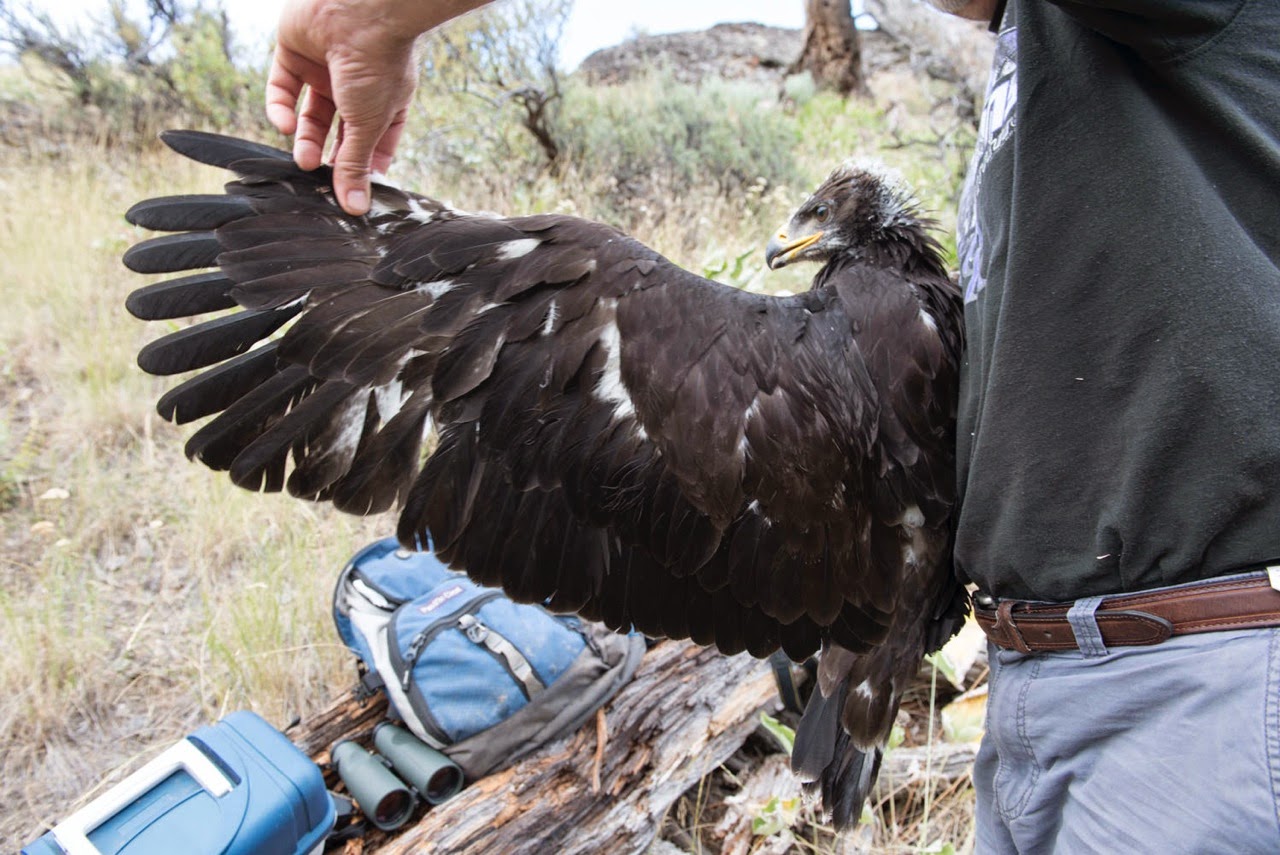 AAI Guide and Program Coordinator Help With Washington Golden Eagle Study 9 web 0989 1