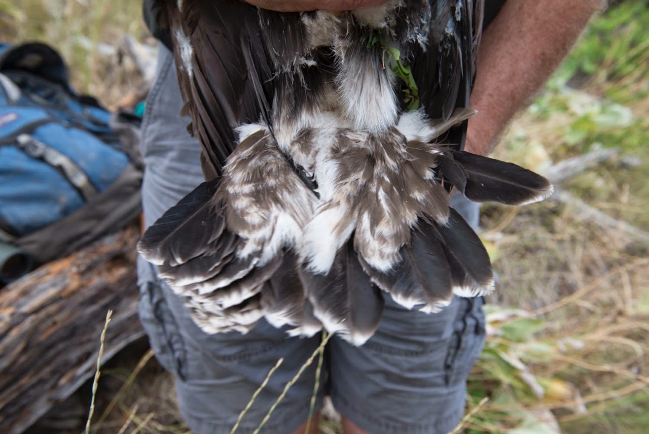 AAI Guide and Program Coordinator Help With Washington Golden Eagle Study 8 web 0991