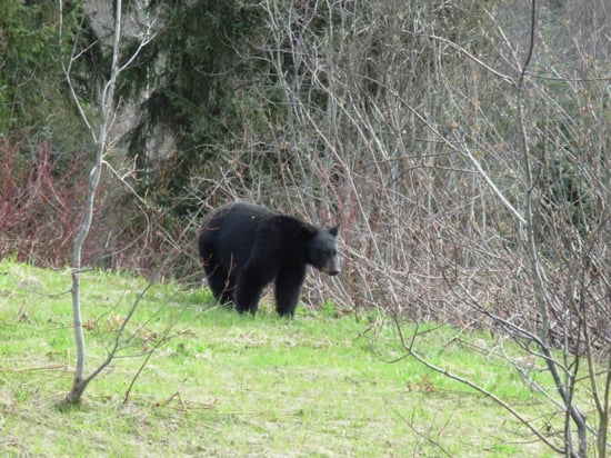 Wildlife is abundant in all parts of Alaska and especially within Denali National Park and Preserve.