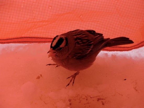 A tent visitor at Camp 1.