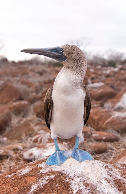 Galapagos Bird