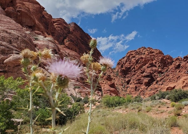 Red rock thumb JamesP