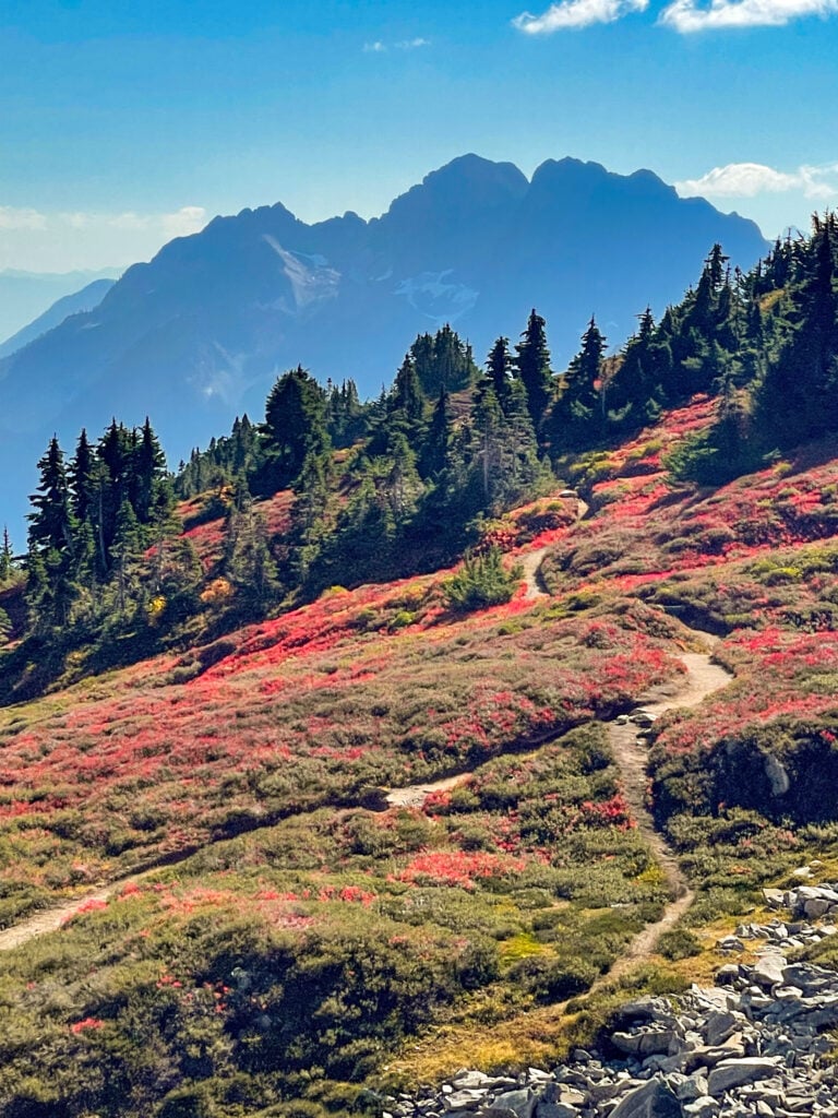 Red blueberry plants and blue mountains with an alpine trail snaking through it in the backcountry wilderness on an American Alpine Institute backpacking course