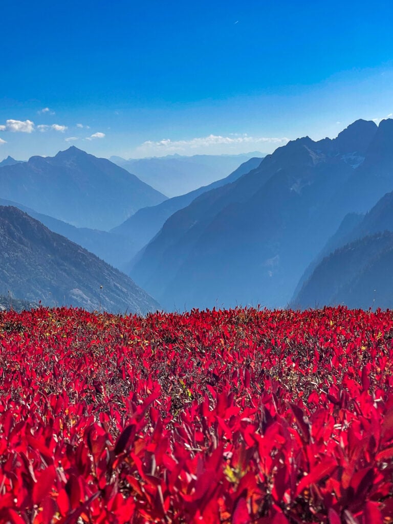Bright red blueberry plants against a blue mountain view in Cascade Pass Washington. A view from the American Alpine Institute backpacking course