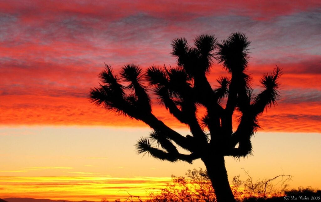 Climbing and Outdoor News from Here and Abroad - 12/10/2025 1 Joshua tree sunset Highway 395 California