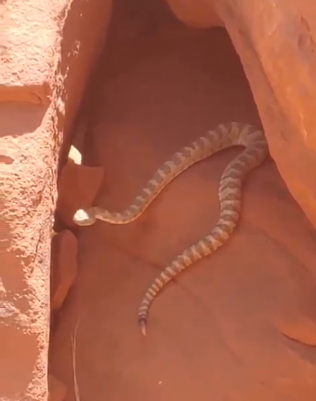 Rattlesnake2