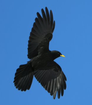 The Birds that Release the Dead: The Strange Legend of Alpine Choughs 1 Screenshot 2026 06 11 at 9.27.58 AM