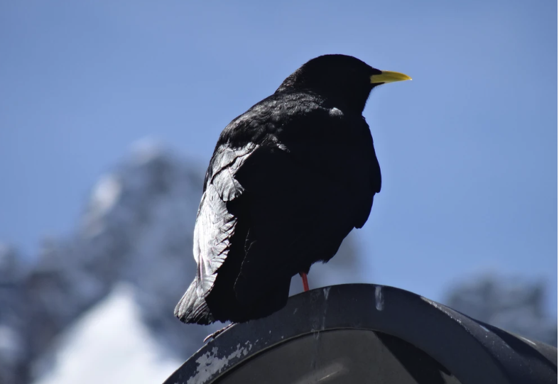 The Birds that Release the Dead: The Strange Legend of Alpine Choughs 2 Screenshot 2026 06 11 at 9.28.32 AM